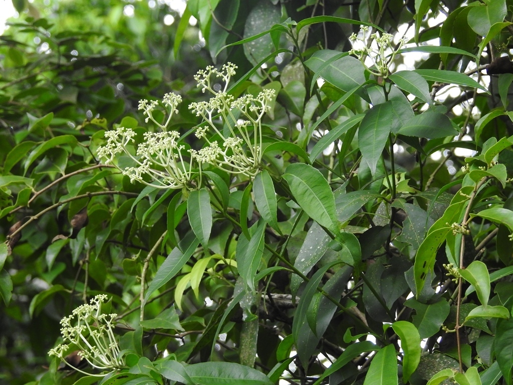 Orthion malpighiifolium (Orthion malpighiifolium)