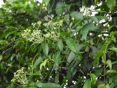 Orthion malpighiifolium (Orthion malpighiifolium)