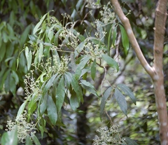 Orthion malpighiifolium (Orthion malpighiifolium)