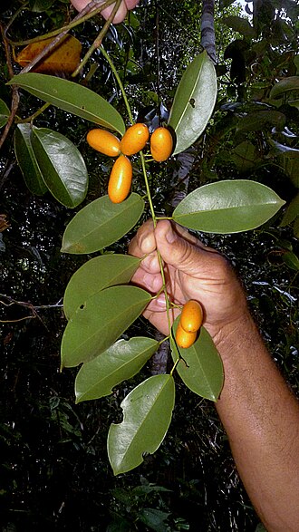 Orthomene schomburgkii: Orthomene schomburgkii (Miers) Barneby