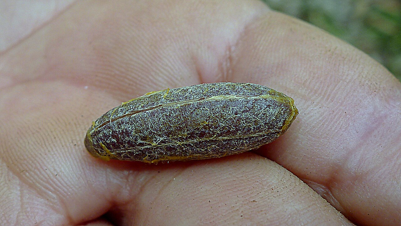 Orthomene schomburgkii: Orthomene schomburgkii (Miers) Barneby