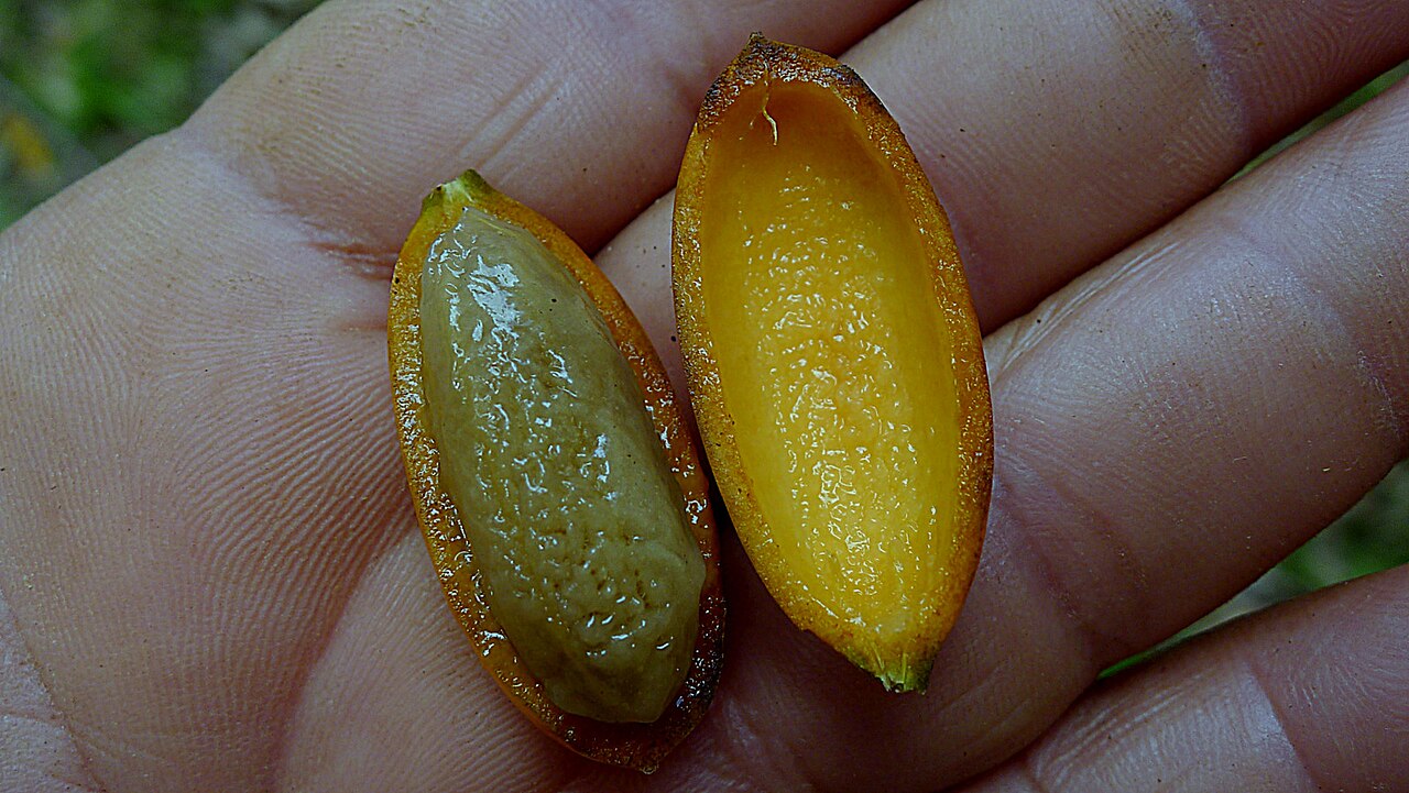 Orthomene schomburgkii: Orthomene schomburgkii (Miers) Barneby