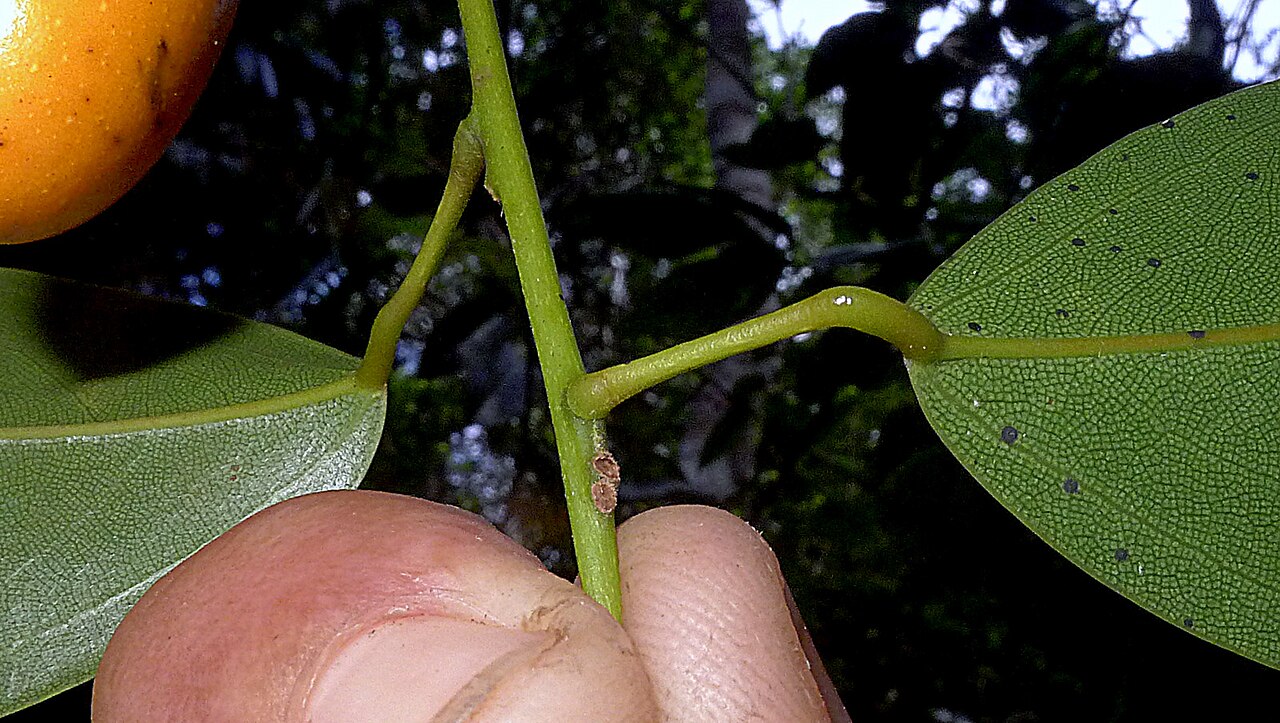Orthomene schomburgkii: Orthomene schomburgkii (Miers) Barneby