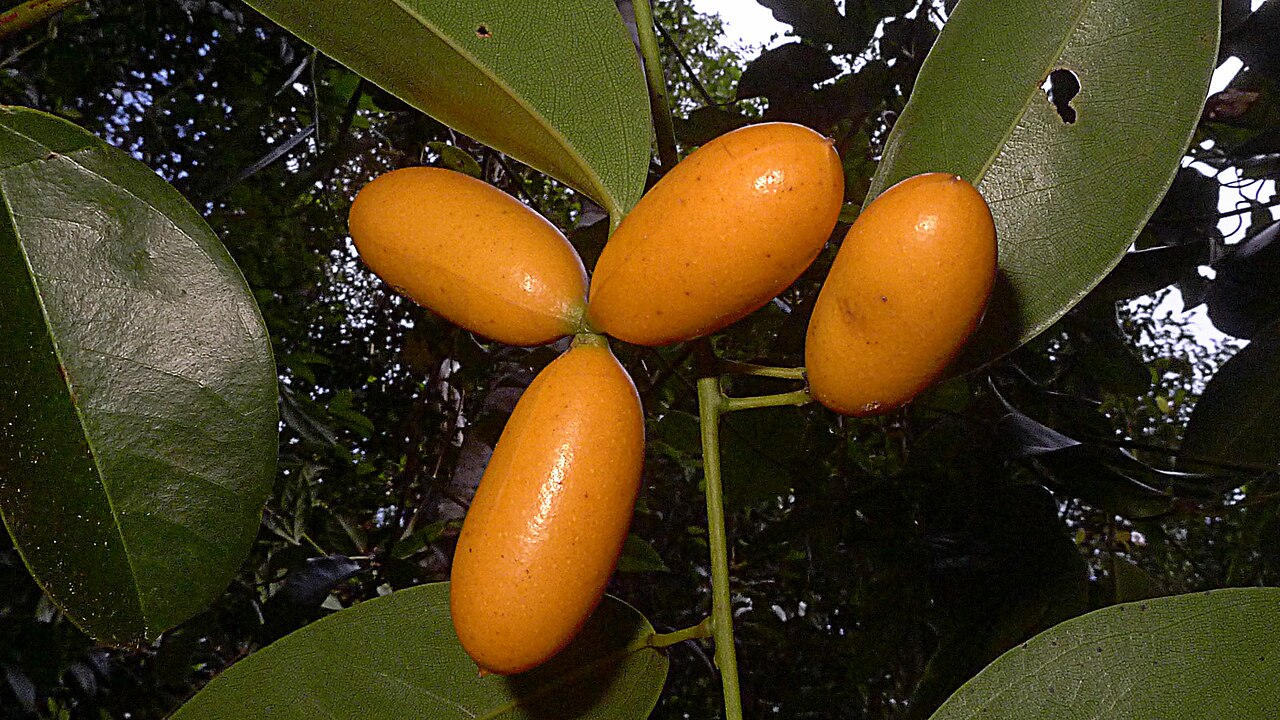 Orthomene schomburgkii: Orthomene schomburgkii (Miers) Barneby