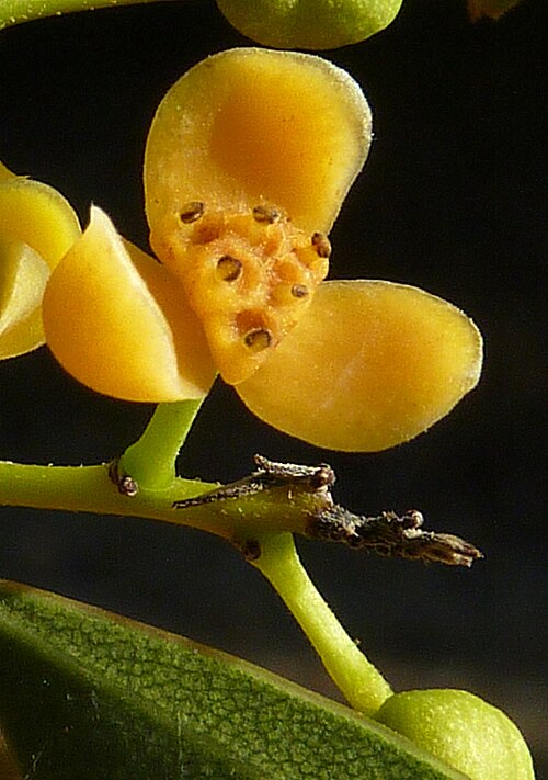 Orthomene schomburgkii: Staminate flower.