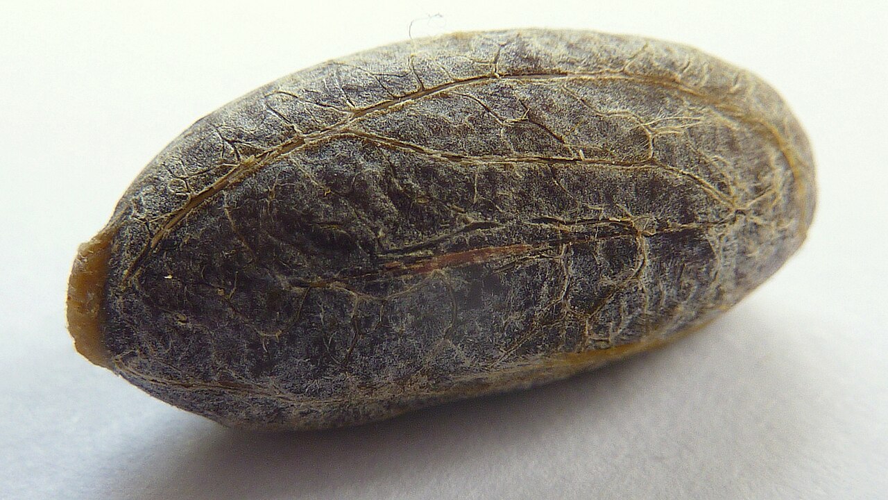Orthomene schomburgkii: Orthomene schomburgkii (Miers) Barneby