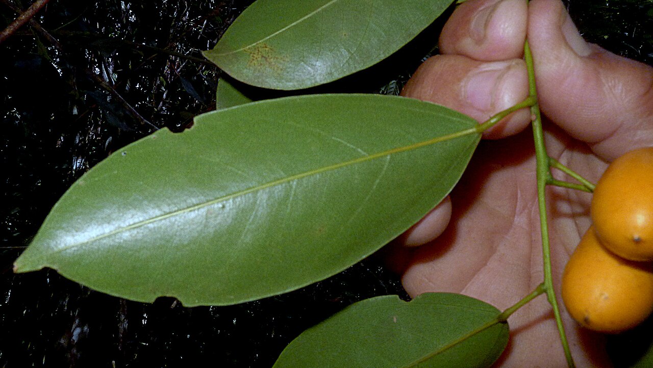 Orthomene schomburgkii: Orthomene schomburgkii (Miers) Barneby