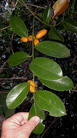 Orthomene schomburgkii: Orthomene schomburgkii (Miers) Barneby