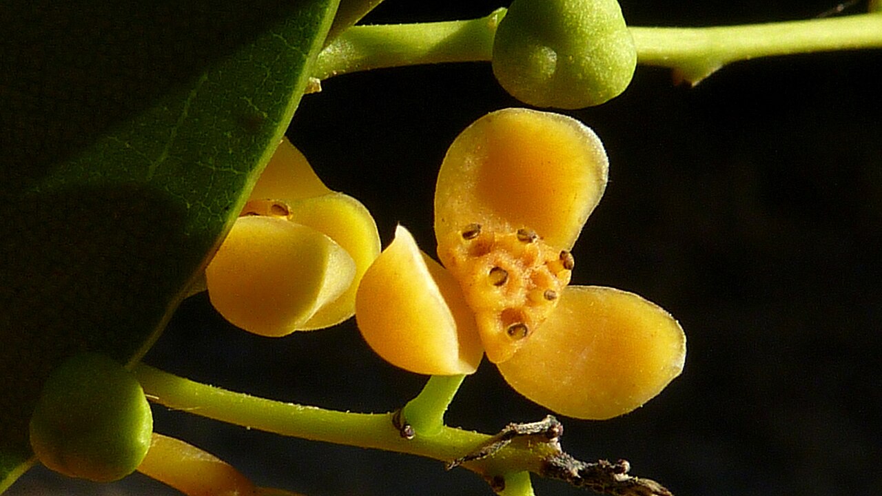Orthomene schomburgkii: Staminate flower.