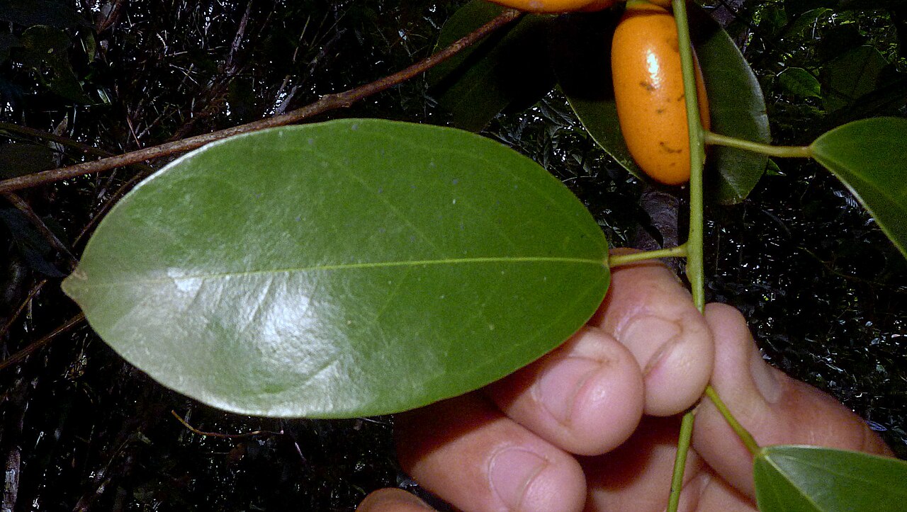Orthomene schomburgkii: Orthomene schomburgkii (Miers) Barneby