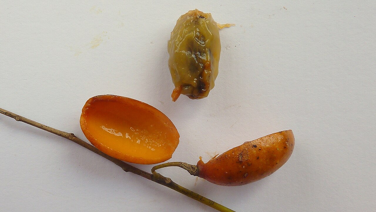 Orthomene schomburgkii: Orthomene schomburgkii (Miers) Barneby