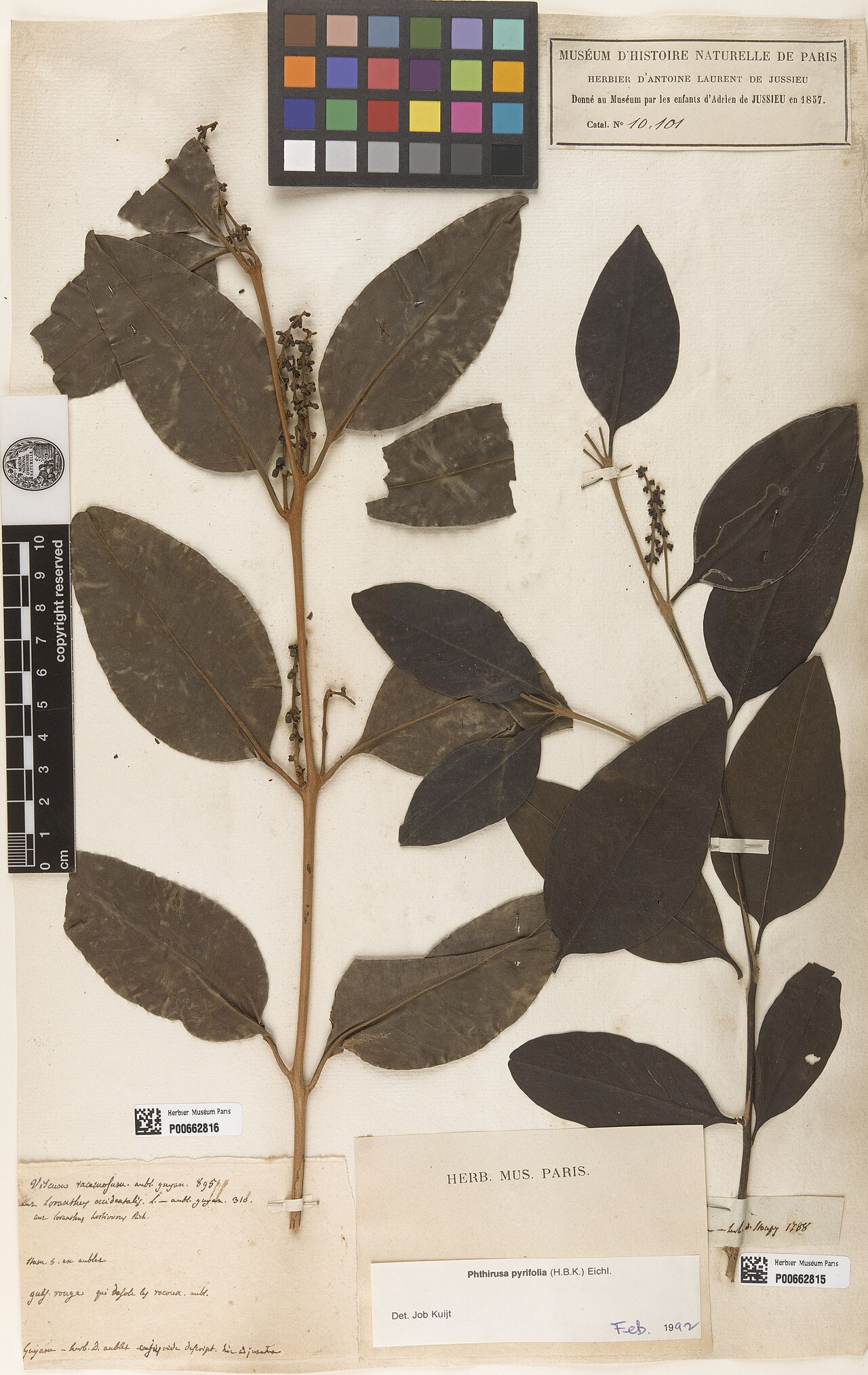 Oryctanthus occidentalis: Loranthus occidentalis L. (= Oryctanthus occidentalis (L.) Eichler ) - herbier collecté par Aublet en Guyane, conservé au MNHN P-P00662816