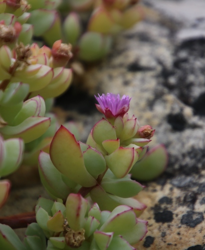 Oscularia caulescens (Oscularia caulescens)