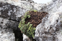 Oscularia caulescens (Oscularia caulescens)