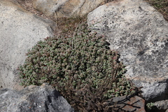 Oscularia caulescens (Oscularia caulescens)