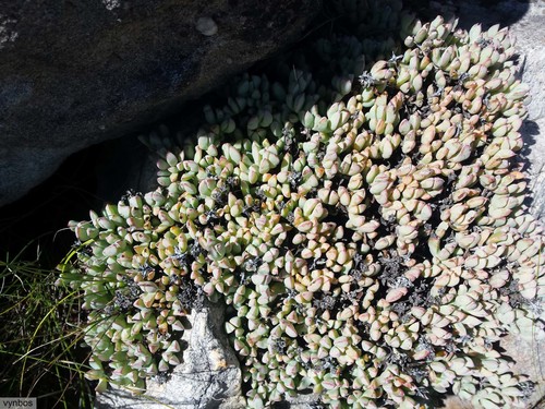 Oscularia caulescens (Oscularia caulescens)