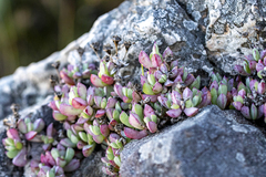 Oscularia caulescens (Oscularia caulescens)