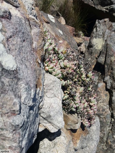 Oscularia caulescens (Oscularia caulescens)