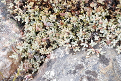 Oscularia caulescens (Oscularia caulescens)