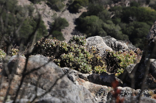 Oscularia caulescens (Oscularia caulescens)