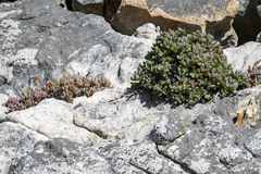 Oscularia caulescens (Oscularia caulescens)