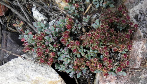 Oscularia deltoides (Oscularia deltoides)