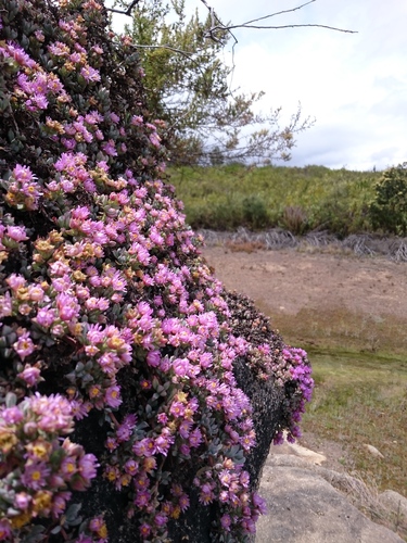 Oscularia deltoides (Oscularia deltoides)