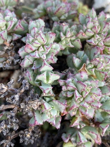 Oscularia deltoides (Oscularia deltoides)