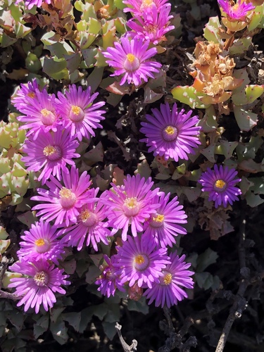 Oscularia deltoides (Oscularia deltoides)