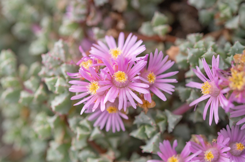 Oscularia deltoides (Oscularia deltoides)