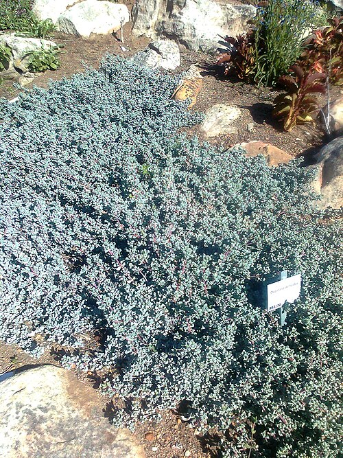 Oscularia deltoides: Oscularia deltoides groundcover. Cape Town.
