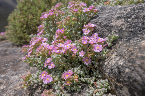 Oscularia deltoides (Oscularia deltoides)