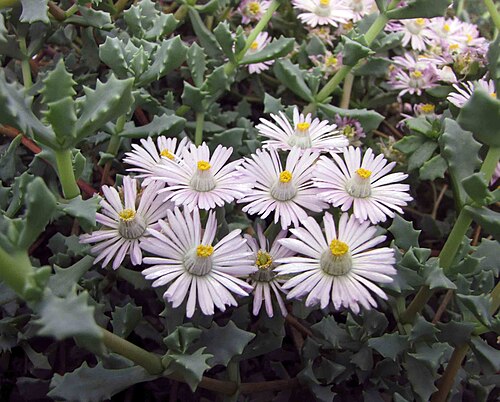 Oscularia deltoides: 琴爪菊 Oscularia deltoides (Lampranthus deltoides) [比利時國家植物園 Belgium National Botanic Garden]