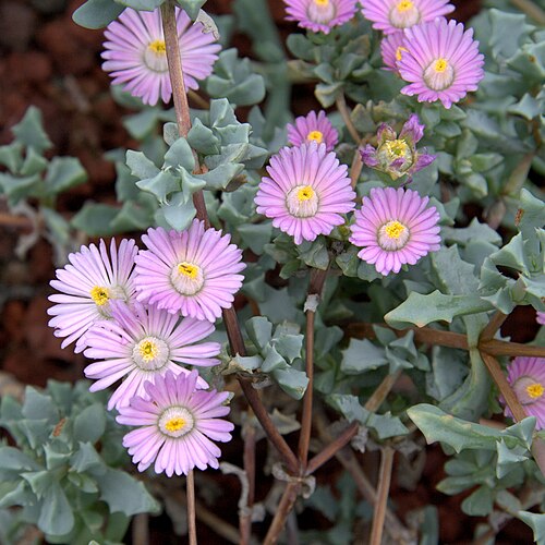 Oscularia deltoides: Oscularia deltoides