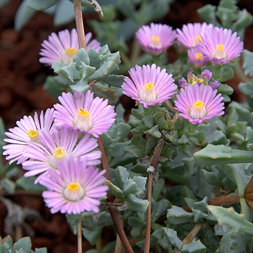 Oscularia deltoides: Oscularia deltoides