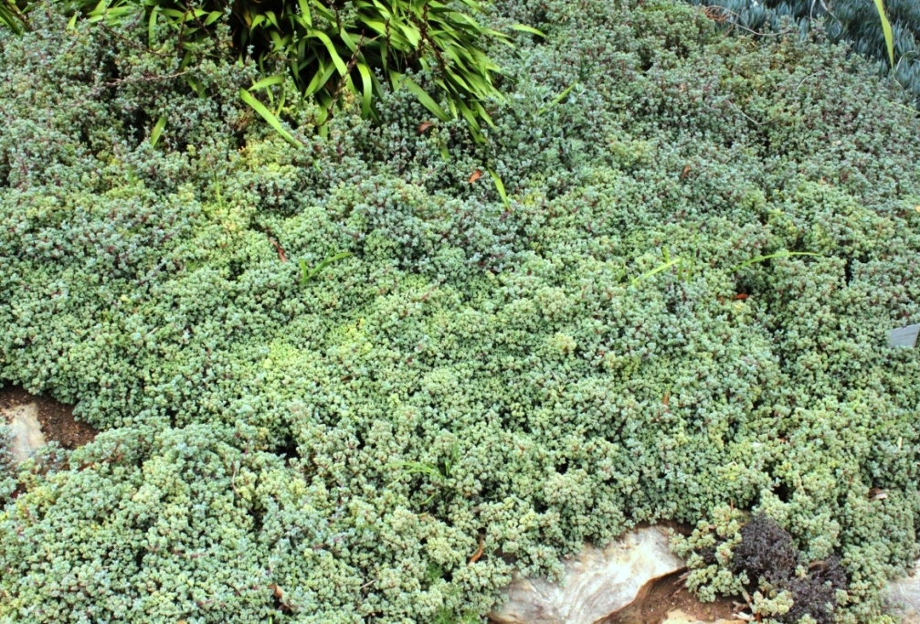Oscularia deltoides: Oscularia deltoides. Succulent used in rockery landscaping. Cape Town.