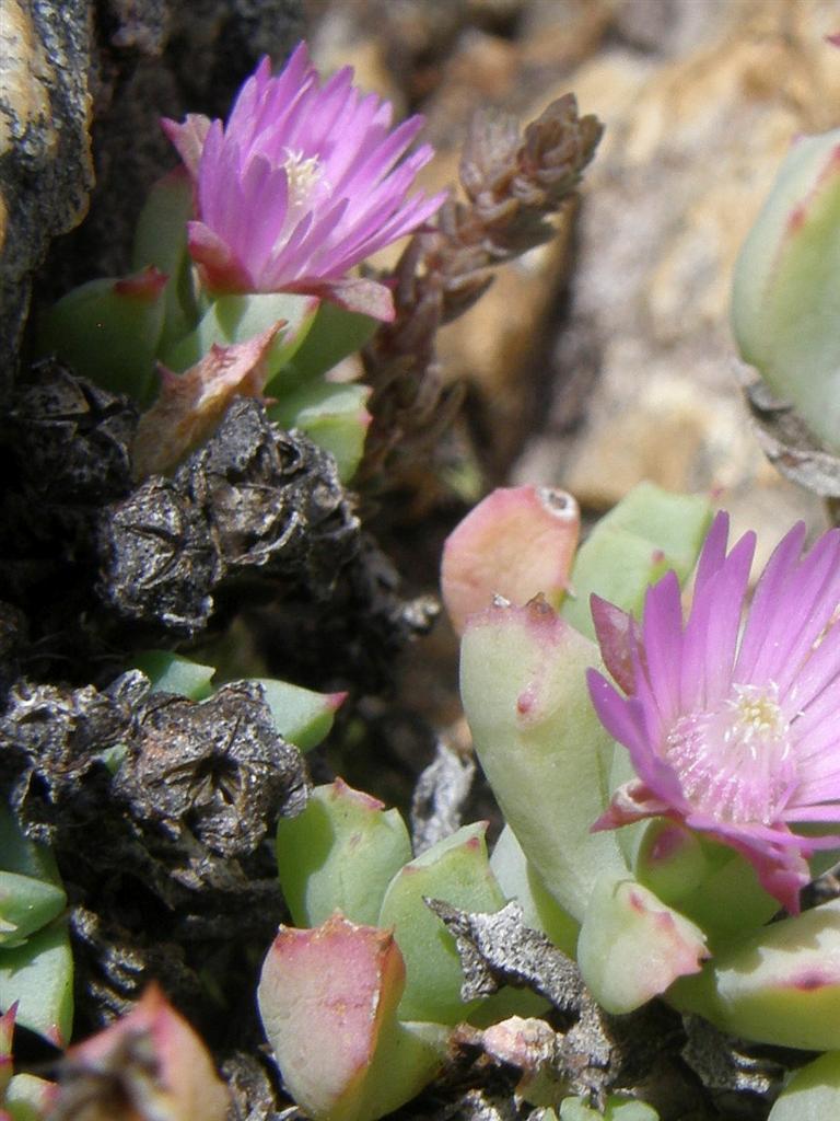 Oscularia deltoides (Oscularia deltoides)
