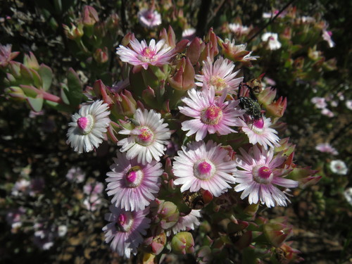 Oscularia lunata (Oscularia lunata)