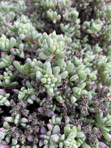 Oscularia lunata (Oscularia lunata)