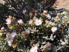 Oscularia lunata (Oscularia lunata)
