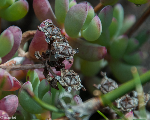 Oscularia lunata (Oscularia lunata)