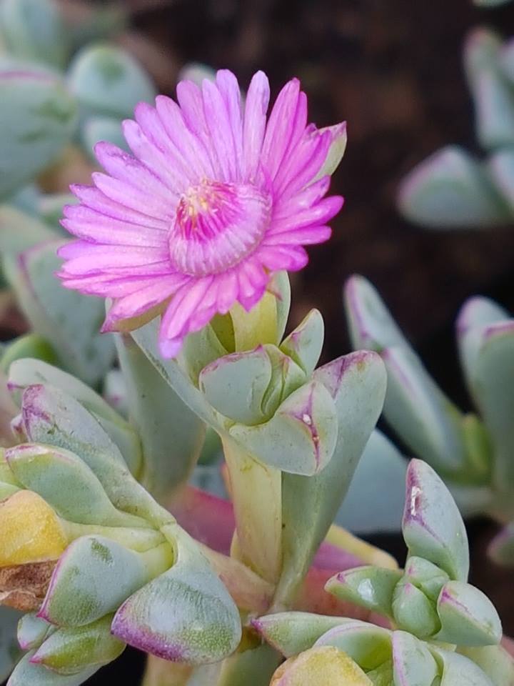 Oscularia lunata: Oscularia cedarbergensis (L.Bolus) H.E.K.Hartmann - cultivated at Random Harvest Nursery, Johannesburg, South Africa