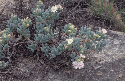 Oscularia lunata (Oscularia lunata)