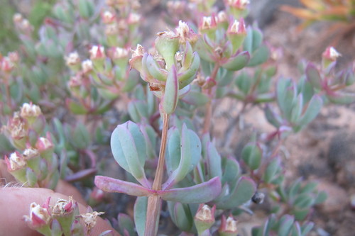 Oscularia lunata (Oscularia lunata)