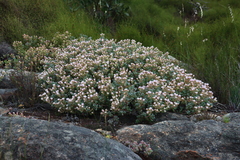 Oscularia lunata (Oscularia lunata)