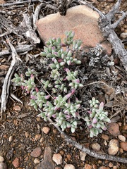 Oscularia lunata (Oscularia lunata)