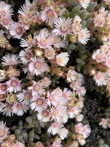 Oscularia lunata (Oscularia lunata)