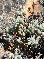 Oscularia lunata (Oscularia lunata)