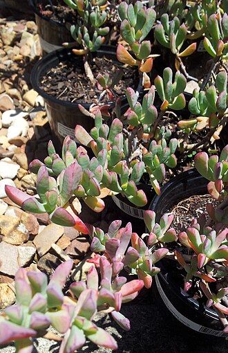 Oscularia lunata: Oscularia cedarbergensis RSA