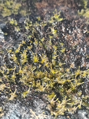 Oserya perpusilla (Oserya perpusilla)